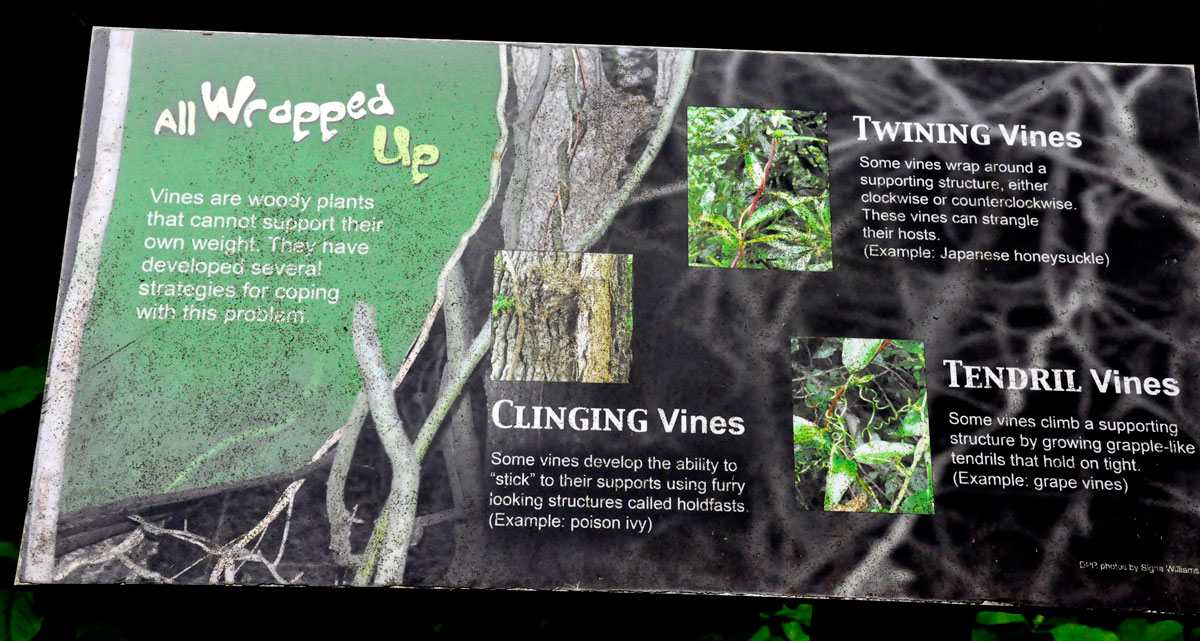 sign about vines